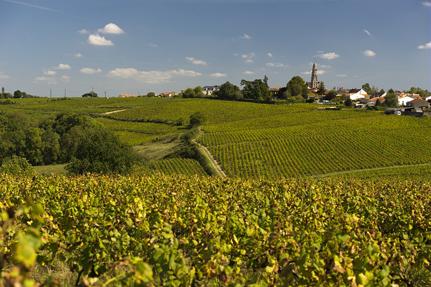 Muscadet vineyards in Saint-Fiacre-sur-Maine © D.Drouet