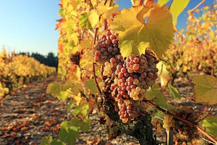 Vineyards near Chalonnes and Rochefort-sur-Loire © D.Drouet
