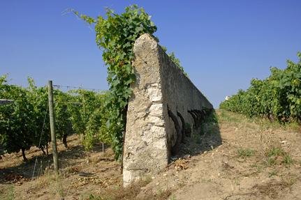 Le Clos Cristal at Souzay-Champigny © D.Drouet