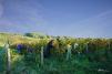 The Loir Valley vineyards © A.Bordeau