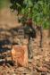 Rendez-vous dans le vignoble