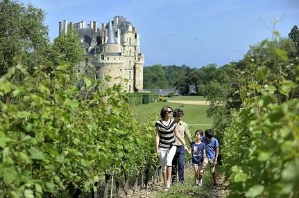  Vineyards at Brissac © J.S Evrard
