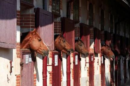 Stud Farm of Vendée © D.Fugère - Haras de Vendée