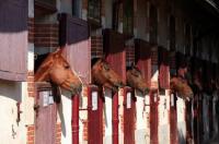 Stud Farm of Vendée © D.Fugère - Haras de Vendée
