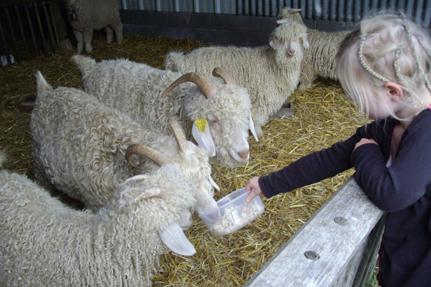 Bienvenue à la Ferme © Chambres d’agriculture des Pays de la Loire
