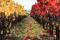 Ancenis hillside vineyards © D.Drouet