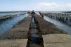 Oyster farm, Beauvoir-sur-Mer © P. Baudry