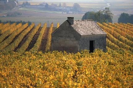 Saumur Champigny vineyards © Ph.Caharel