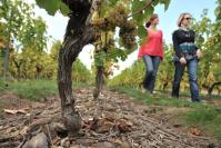 Savennières vineyards © J.D Billaud/Nautilus-Nantes