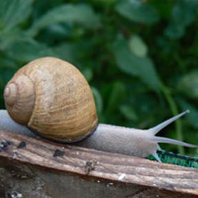 Snail Farm © L'Escargot du Maine - Hugues Millot