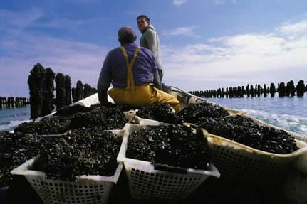 Mussels of the Aiguillon Bay © P.Baudry