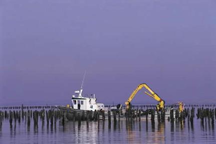 Mussels of the Aiguillon Bay © P.Baudry