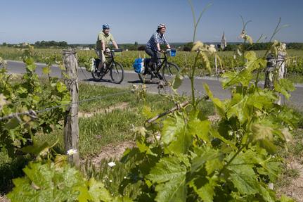 Vineyards near Saumur © Thorsten Brönner