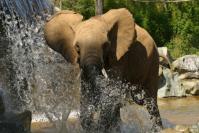 Elephant © Zoo de la Fleche