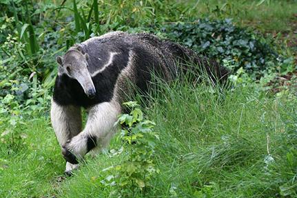 Zoo, Les Sables-d'Olonne © S.Silhol