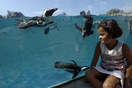 Le Croisic aquarium © Océarium du Croisic