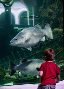 Le Croisic aquarium © Océarium du Croisic