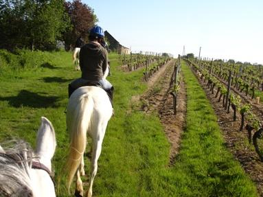 Vines at Aubance. Credit: cheval-touristique.fr