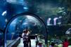 Le Croisic aquarium © Océarium du Croisic