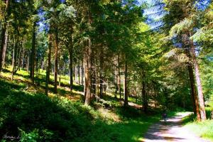 Balade dans la forêt de Perseigne	© A. Bordeau